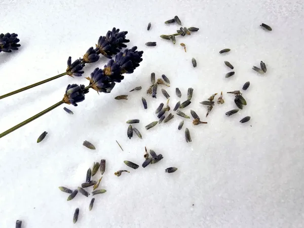 Lavendelblüten im Detail – beruhigender Duft im Augenkissen